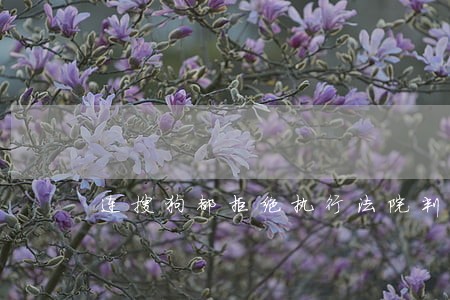连搜狗都拒绝执行法院判决