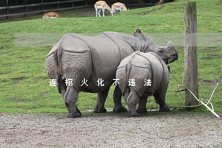 连棺火化不违法 连棺火化不违法