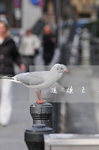 连续2期逾期 连续2期逾期