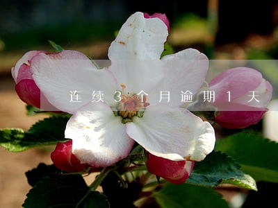 连续3个月逾期1天 连续3个月逾期1天