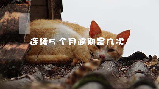 连续5个月逾期是几次