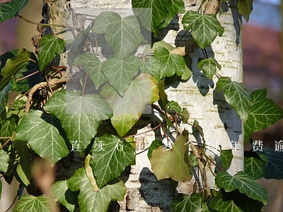 连续60多个月年费逾期 连续60多个月年费逾期