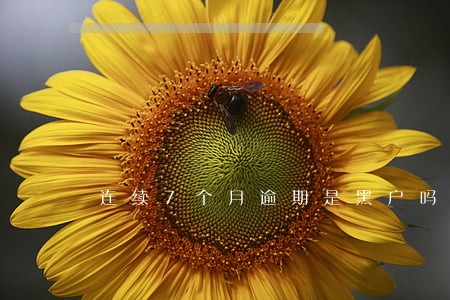 连续7个月逾期是黑户吗 连续7个月逾期是黑户吗