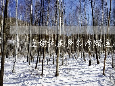 连续抓获多名涉赌违法嫌疑人