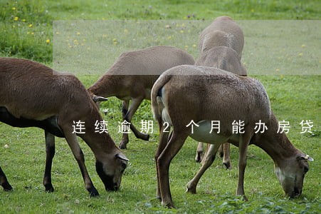 连续逾期2个月能办房贷吗 连续逾期2个月能办房贷吗