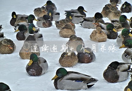 连续逾期4个月呆账 连续逾期4个月呆账