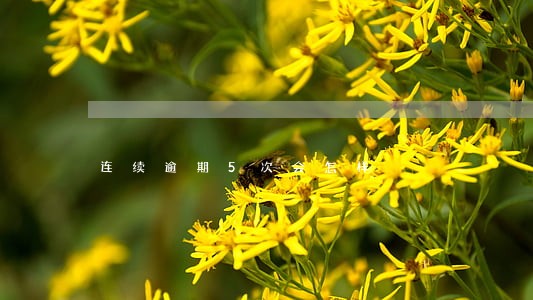 连续逾期5次会怎样 连续逾期5次会怎样