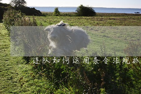 连队如何运用条令法规抓安全管理 连队如何运用条令法规抓安全管理