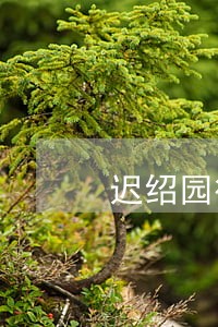 迟绍园律师