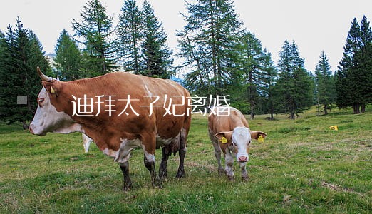 迪拜太子妃离婚 迪拜太子妃离婚