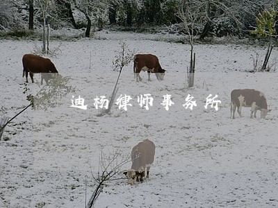 迪杨律师事务所
