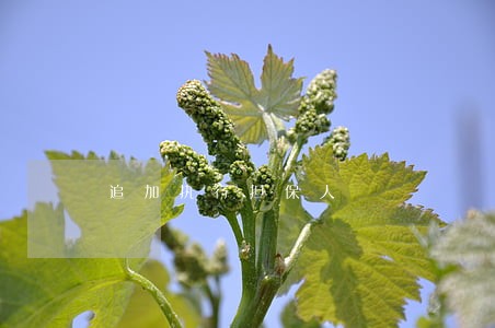 追加执行担保人