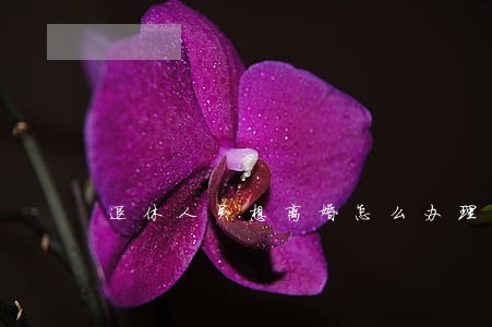 退休人员想离婚怎么办理