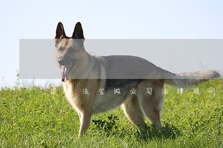 退休法官做公司法律顾问 退休法官做公司法律顾问