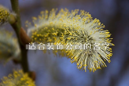 适合装饰公司的名字 适合装饰公司的名字