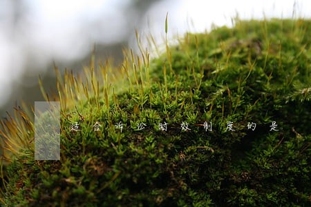 适合诉讼时效制度的是 适合诉讼时效制度的是