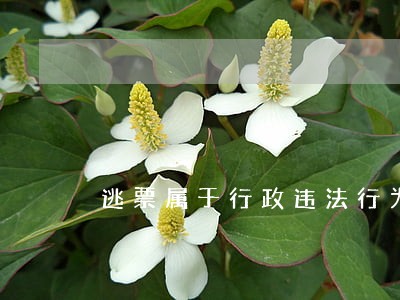 逃票属于行政违法行为吗 逃票属于行政违法行为吗