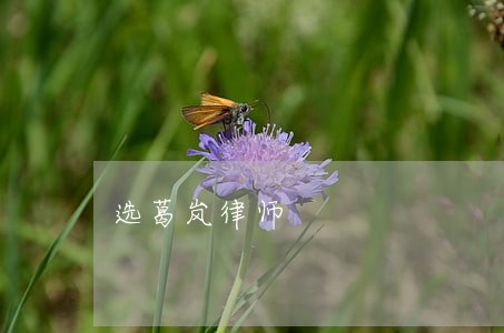 选葛岚律师 选葛岚律师