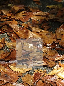 选蔡宏生律师
