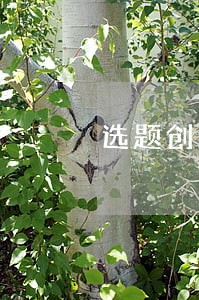 选题创新点法律援助