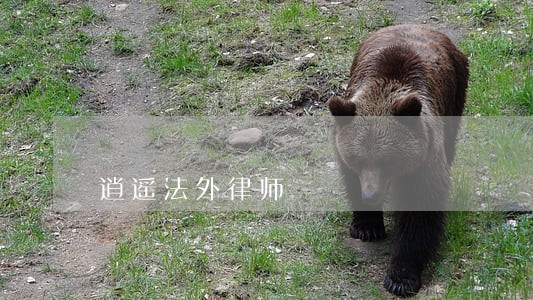 逍遥法外律师 逍遥法外律师