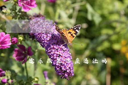 途乐改装四座违法吗 途乐改装四座违法吗
