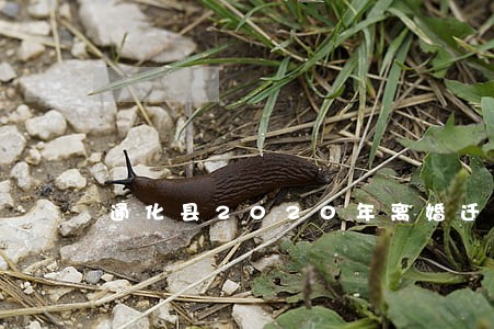 通化县2020年离婚迁户口条件 通化县2020年离婚迁户口条件