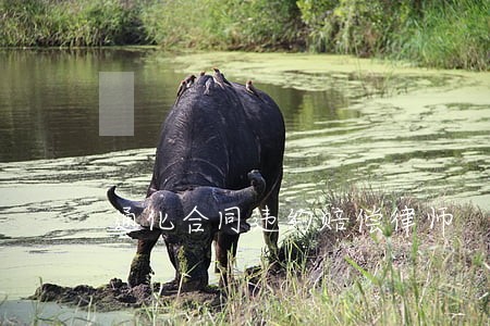 通化合同违约赔偿律师 通化合同违约赔偿律师