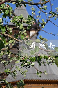 通城县国家赔偿法律咨询热线 通城县国家赔偿法律咨询热线