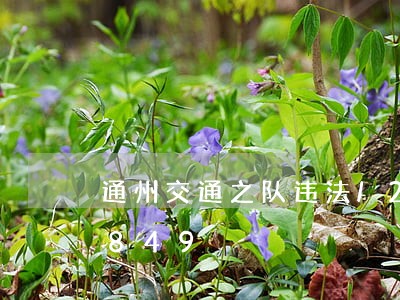 通州交通之队违法/2023012713849