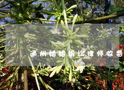 通州婚姻诉讼律师收费 通州婚姻诉讼律师收费