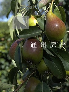 通州房产律师在线咨询 通州房产律师在线咨询