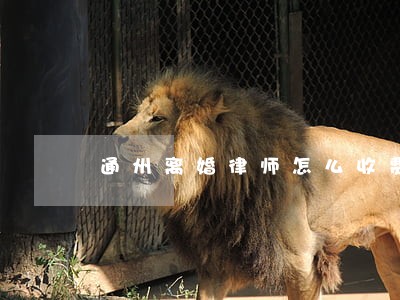 通州离婚律师怎么收费 通州离婚律师怎么收费