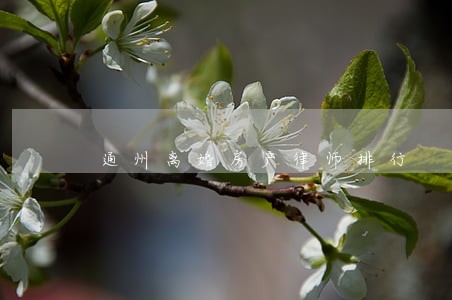 通州离婚房产律师排行 通州离婚房产律师排行