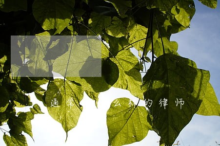 通常请什么样的律师 通常请什么样的律师