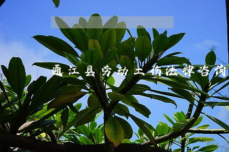 通江县劳动工伤法律咨询 通江县劳动工伤法律咨询