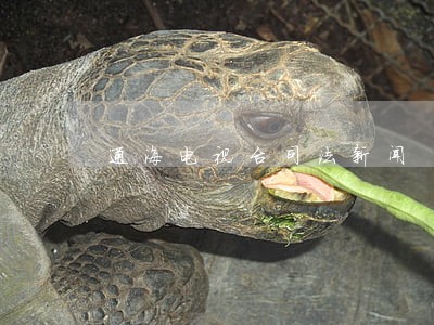 通海电视台司法新闻 通海电视台司法新闻