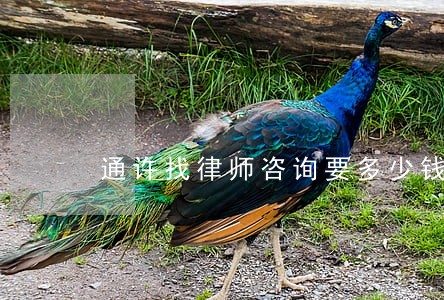 通许找律师咨询要多少钱 通许找律师咨询要多少钱