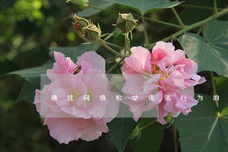 通过网络检举违法行为的立功