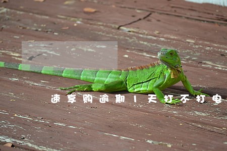 速享购逾期1天打不打电话 速享购逾期1天打不打电话