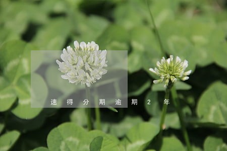速得分期逾期2年
