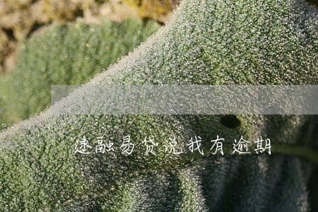 速融易贷说我有逾期 速融易贷说我有逾期