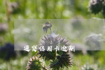速贷信用卡逾期 速贷信用卡逾期