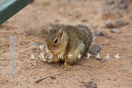 造假合同开专票违法吗 造假合同开专票违法吗