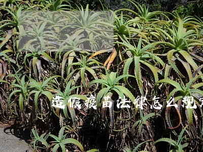 造假疫苗法律怎么规定 造假疫苗法律怎么规定