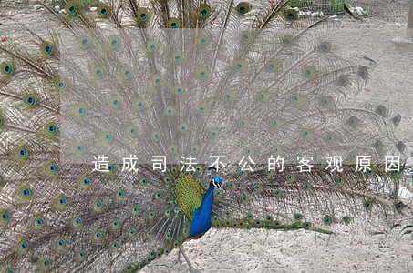 造成司法不公的客观原因有哪些 造成司法不公的客观原因有哪些