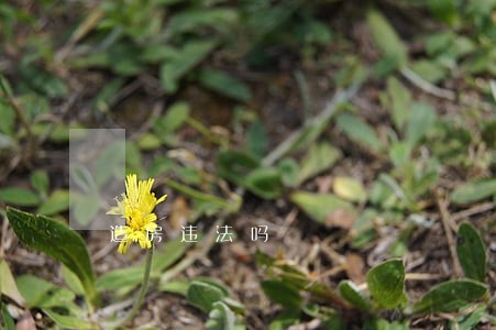造房违法吗 造房违法吗