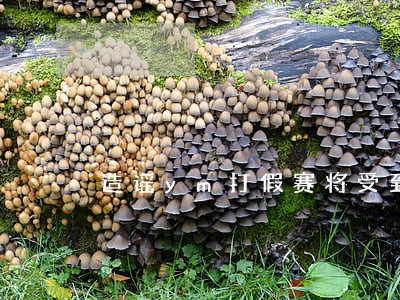 造谣ym打假赛将受到法律严惩 造谣ym打假赛将受到法律严惩