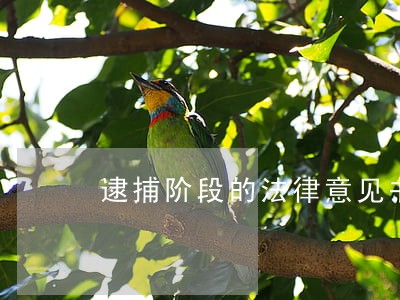 逮捕阶段的法律意见书诈骗