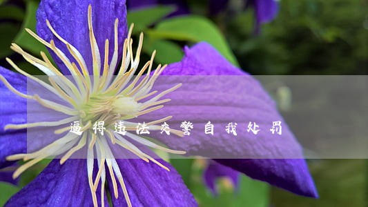 逼得违法交警自我处罚 逼得违法交警自我处罚